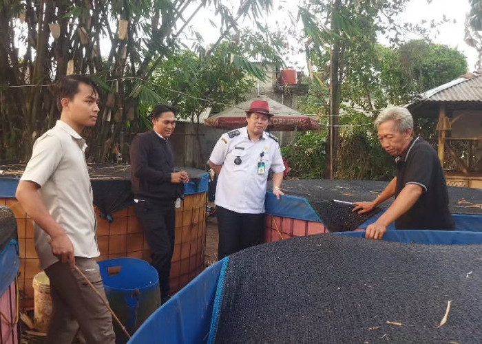 Budidaya Lele BUMDes Kadu, Perkuat Ketahanan Pangan dan Perekonomian Warga