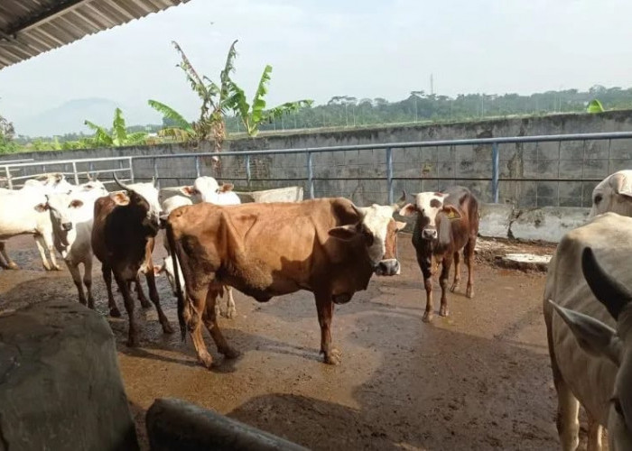 Disnakeswan Lebak Jamin Kesehatan Daging Ternak Untuk Idul Fitri