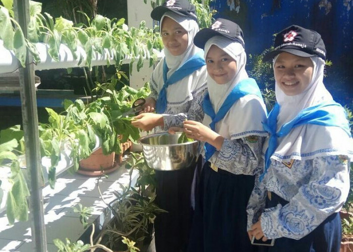 SMPN 2 Curug Menanam Tanaman Produktif dengan Metode Hidroponik