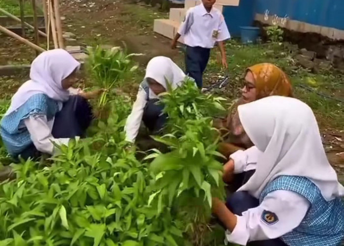 SMPN 3 Sukamulya Panen Kangkung Hasil Program School Urban Farming