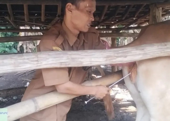 Disnakeswan Kabupaten Lebak Gelar Inseminasi Buatan Sapi