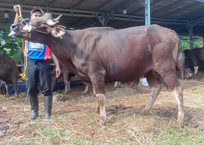 Jelang Idul Adha, Harga Kambing dan Sapi Naik