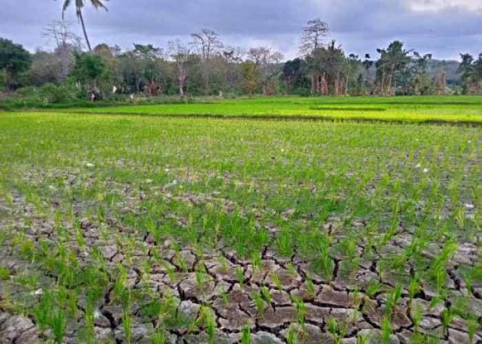 Ratusan Hektar Sawah Gagal Panen, Pasokan Air Bersih di Kota Tangerang Tetap Aman