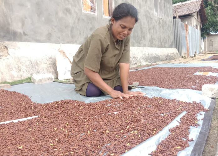 Petani Cengkih Di Lebak Masuki Masa Panen