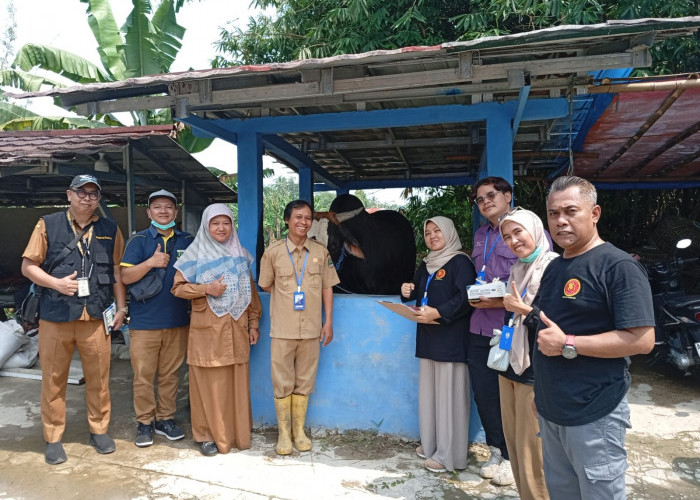 Antisipasi Penyebaran PHMS Hewan Kurban, Distan Mulai Awasi Hewan Kurban