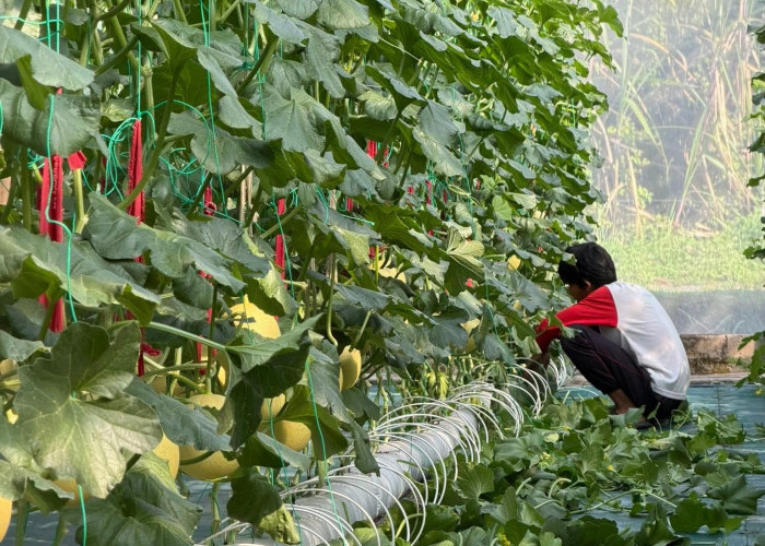 Green House, Inovasi Tingkatkan Ekonomi Warga