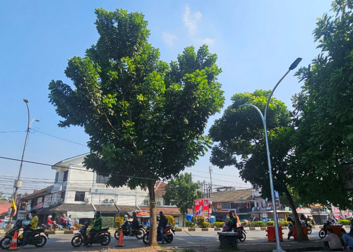 DLH Tangerang Selatan Rutin Lakukan Perawatan Pohon Pelindung