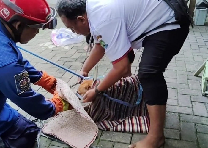 Anjing Gila Ngamuk, Serang dan Gigit ART