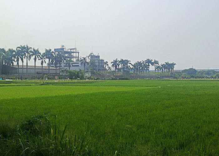 Antisipasi Puso, DKPP Imbau Petani Percepat Tanam
