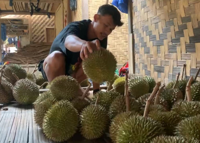 Musim Durian, Wisatawan Serbu Baduy