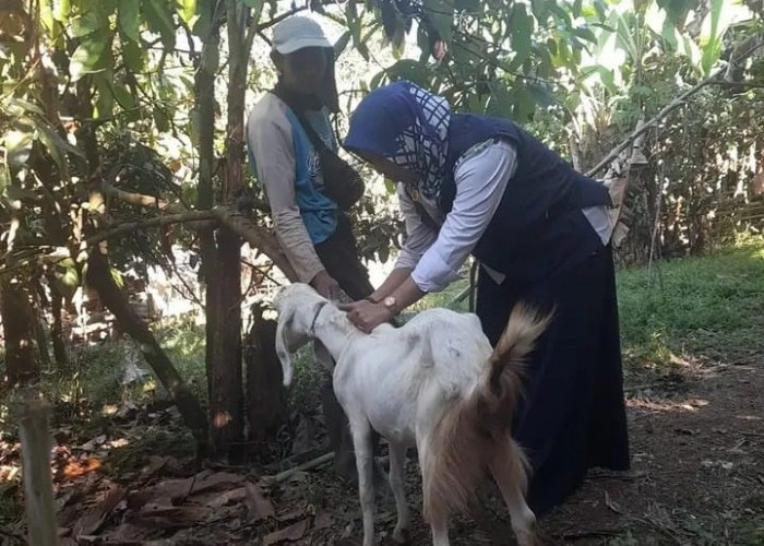Disnakeswan Kabupaten Lebak Tangani Diare Akut Kambing PE