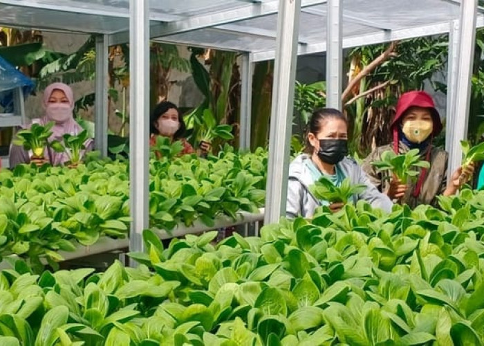 Urban Farming KWT Mawar 8 Batuceper Hasilkan Rp1 Jutaan Tiap Panen
