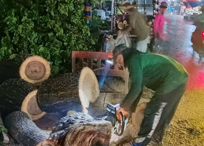 Akibat Hujan Disertai Angin Kencang, Sejumlah Pohon di Pantura Tumbang 