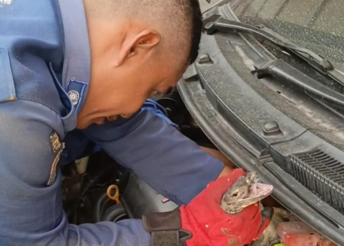 Biawak Sembunyi di Mesin Mobil Warga Bintaro