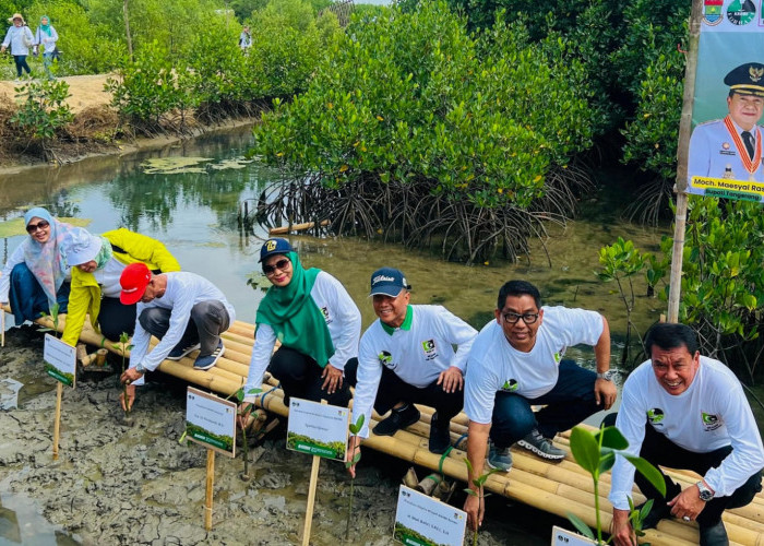 Hijaukan Pesisir Pantai, FORHATI dan MD KAHMI Tanam 2.000 Mangrove di Mauk