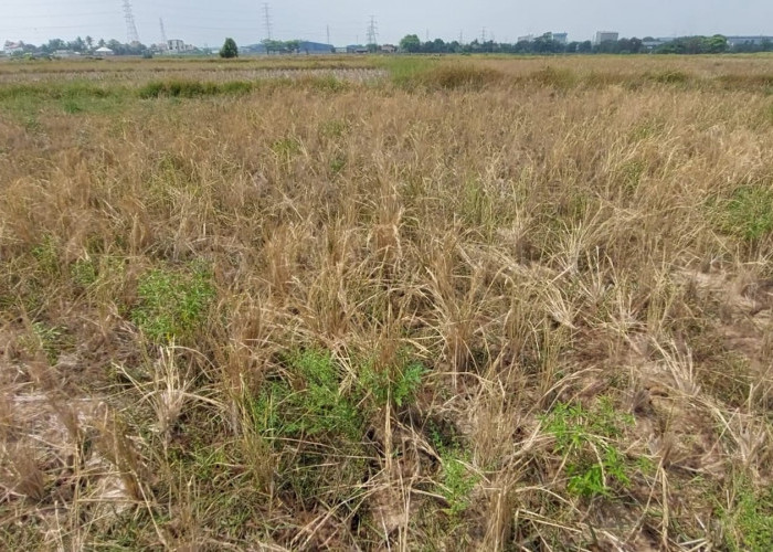 793,5 Hektare Sawah Terdampak Kekeringan, 68 Hektare Alami Puso