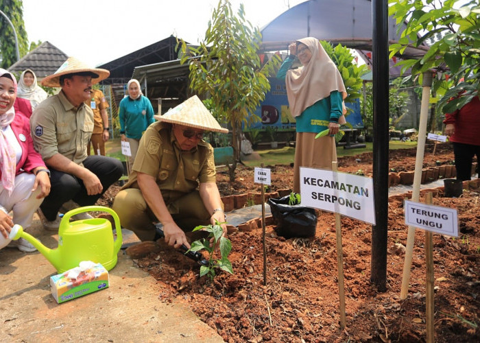 Benyamin Davnie Ajak Warga Tanam  Cabai 