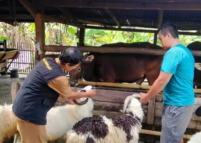 Disnakeswan Periksa Kesehatan Hewan Kurban