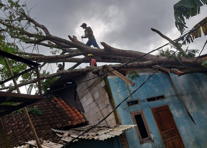 Pohon Tumbang dan Tebing Longsor, Rusak Empat Rumah Warga 