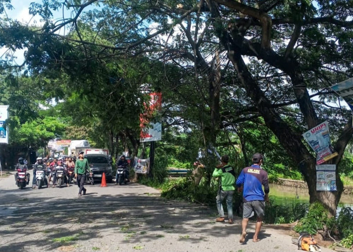DLHK Antisipasi Cuaca Ekstrem, Pangkas Pohon Rawan Tumbang di Jalan Raya Cadas-Kukun Tangerang