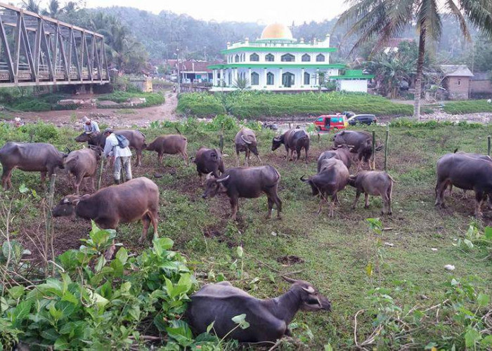 Pemkab Lebak Lakukan Pengembangan Bibit Kerbau Unggul