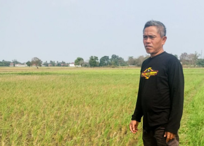 Pantura Dilanda Krisis Air, Ratusan Hektare Sawah Terancam Puso