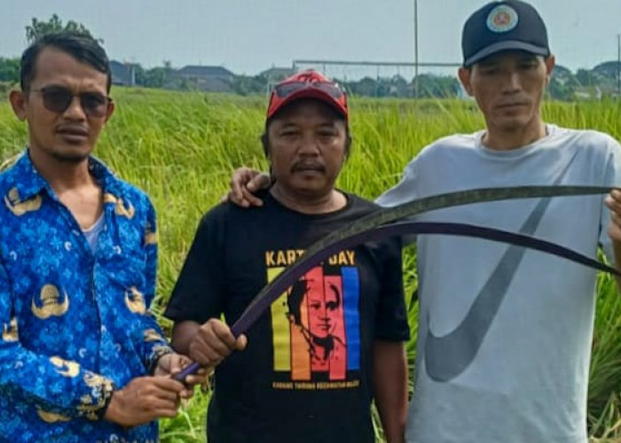 Warga Temukan Sejumlah Celurit Sepanjang 1 Meter di Ilalalng Perumahan Tanjakan Indah