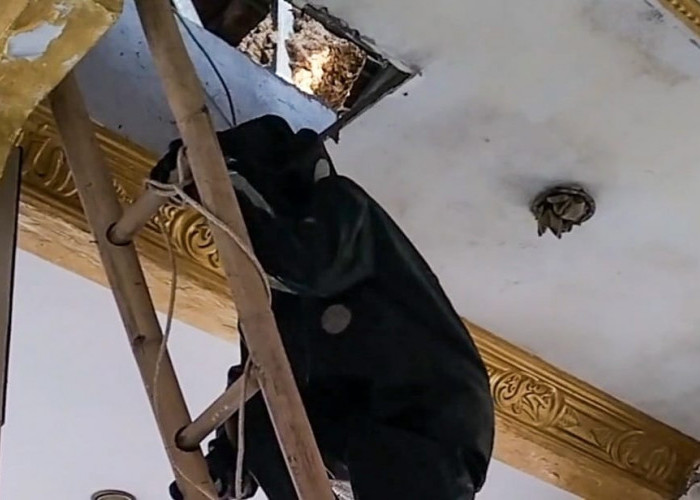 Petugas Damkar Evakuasi Sarang Tawon di Plafon Masjid