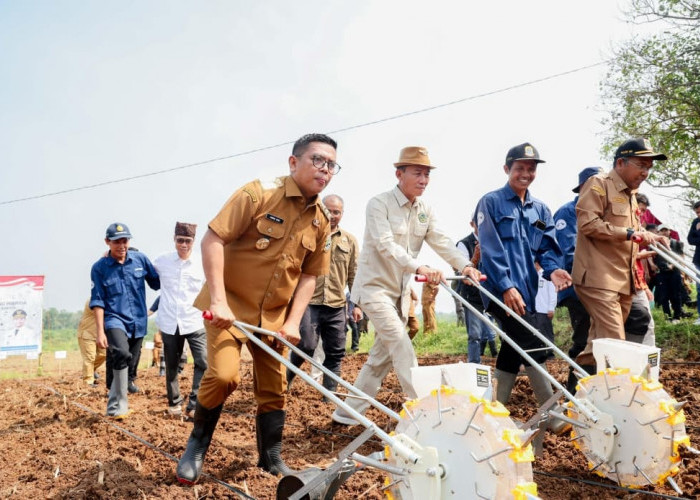 Bidik Status Produsen Utama Jagung Nasional