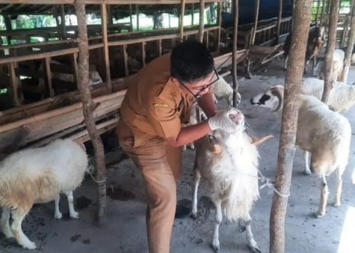 Disnakeswan Lebak Perketat pengawasan Hewan Qurban