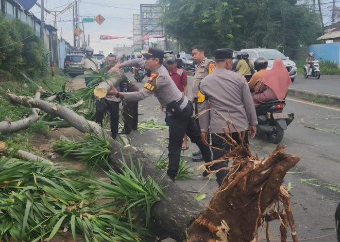 Roboh, Pohon Pandan Timpa Mobil dan Motor