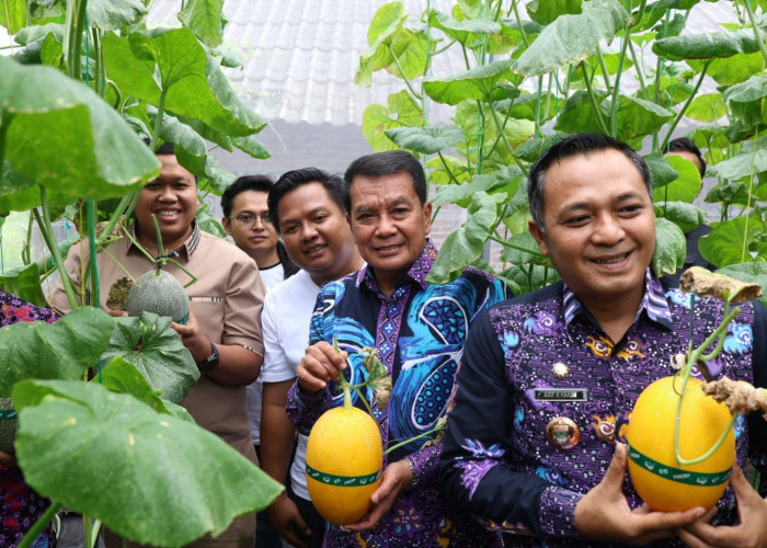 Bupati Tangerang Panen Melon Hidroponik Terpadu, Pasok Bibit Untuk Dikembangkan Mandiri