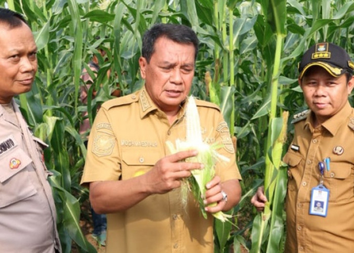 Kecamatan Sukamulya Disiapkan Jadi Sentra Jagung