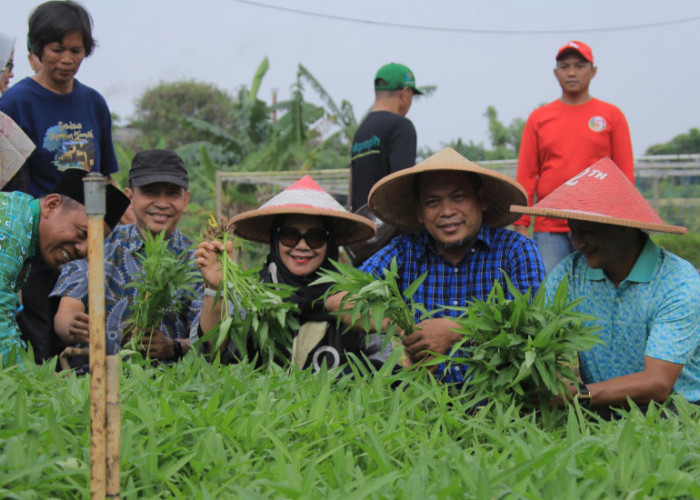 Penjabat Wali Kota Tangerang, Nurdin Panen Kangkung dan Ikan Bareng KWT