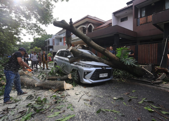 Hujan Disertai Angin Telan Korban, 5 Pohon 1 Reklame Tumbang, Timpa Avanza di BSD