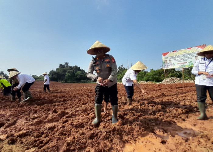 Pengembang Perumahan Griya Asri Sukamanah Dukung Swasembada Pangan melalui Gerakan Tanam Jagung Hibrida