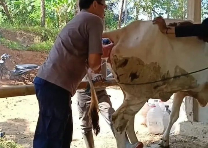 Gencar IB pada Sapi dan Kerbau