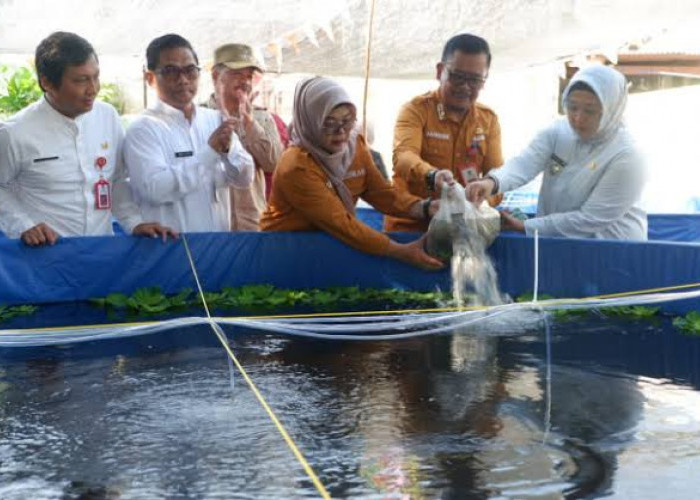 Program 100 Hari Kerja, Dinas Perikanan Salurkan 100 ribu Bibit Ikan Dukung Ketahanan Pangan