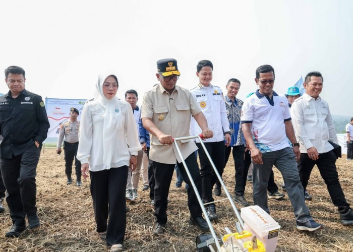 Produksi Padi Banten Tembus 1,2 Juta Ton