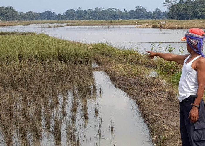 Ratusan Hektare Sawah Terkena Puso
