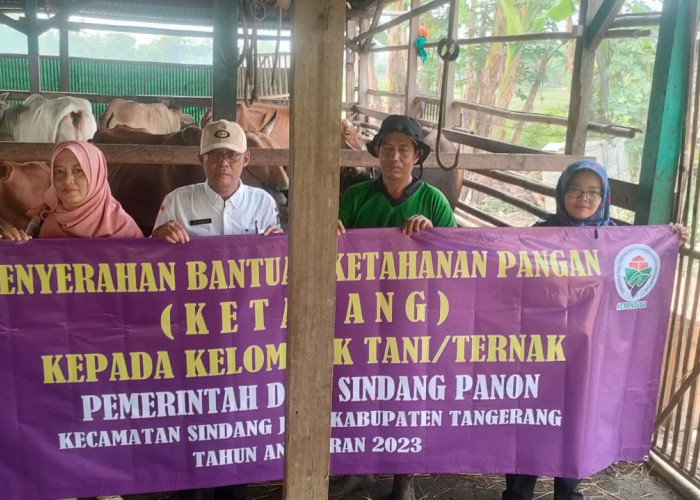 Sapi Bantuan Pemdes Sindang Panon Berkembangbiak