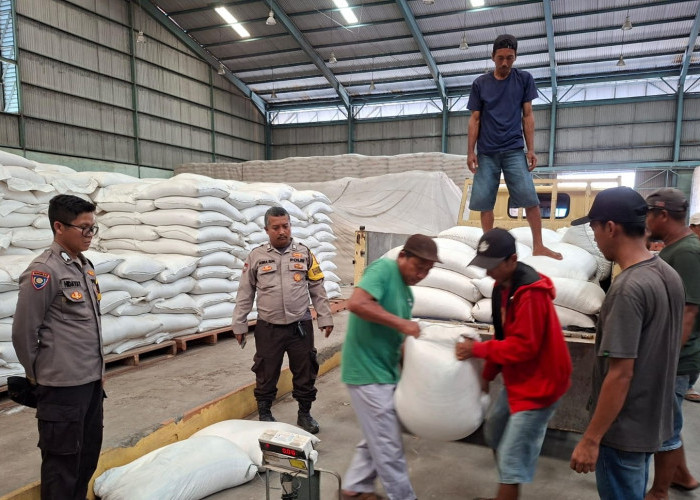 Kawal Pengiriman Jagung Hibrida ke Bulog