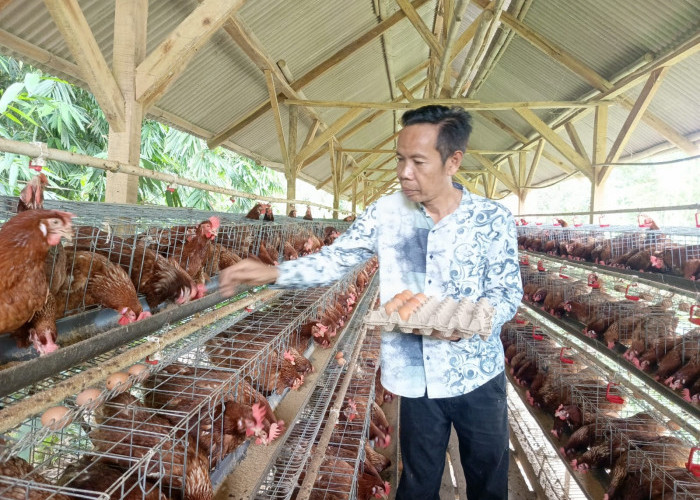 Bumdes Kadugenep Hasilkan 36 Kilogram Telur/Hari