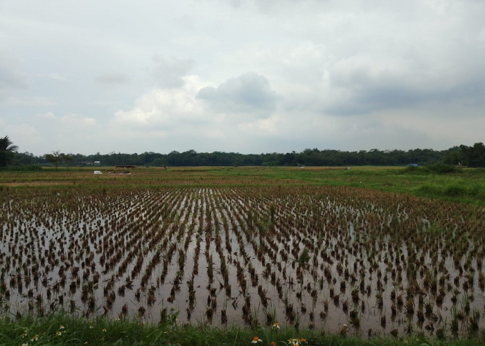 Dukung Swasembada Pangan, Petani Diminta Maksimalkan Percepatan Tanam 