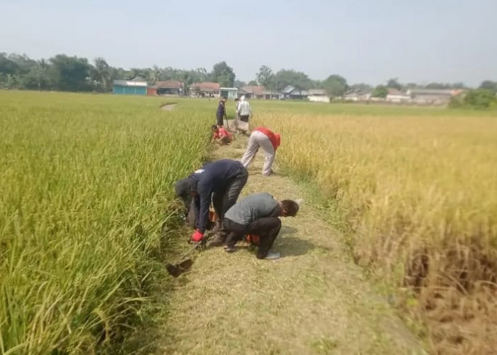 Waspada Musim Kemarau dan Cegah Kebakaran, Pemdes Babat Larang Warga Bakar Sampah Sembarangan 