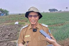 DKPP Kabupaten Serang Targetkan 80 Ton Bawang Merah