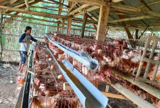 Program Ketahanan Pangan Desa Mekarsari, Peternakan Ayam Petelur Dongkrak Ekonomi Warga 