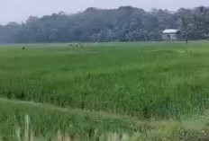 Jamin Kuota Pupuk Cukup hingga Akhir Tahun