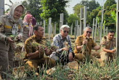 Uji Coba Pupuk Bioorganik Sukses Panen Bawang Merah Varietas Baru