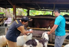 Penjualan Hewan Kurban Sepi